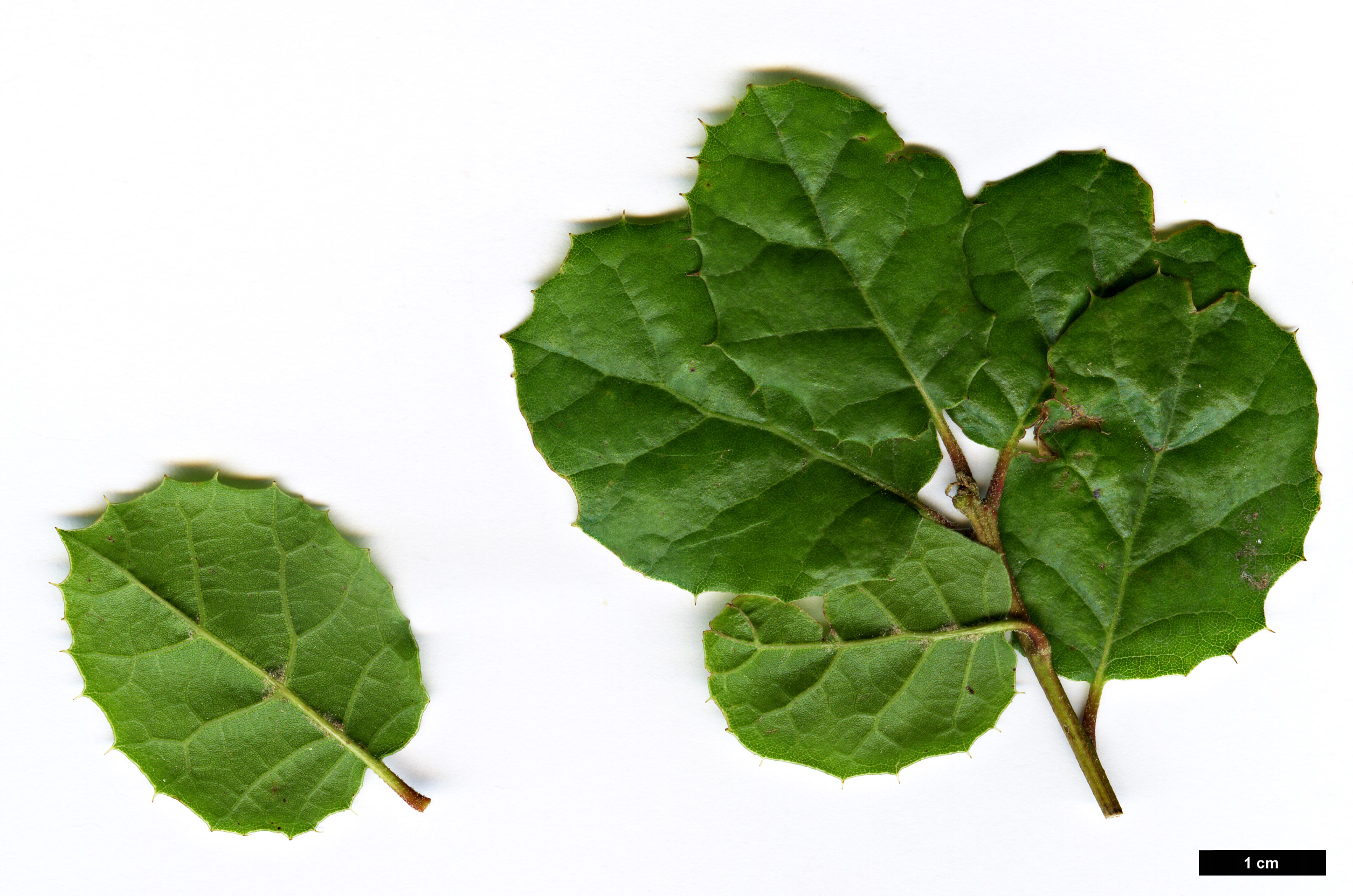 High resolution image: Family: Fagaceae - Genus: Quercus - Taxon: ×macdonaldii (Q.lobata × Q.pacifica)